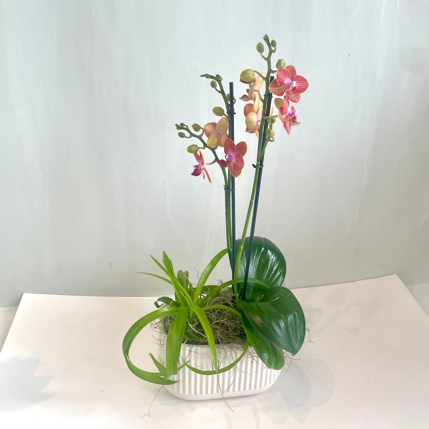 Mini Golden Sunset Orchid with Spider Plant