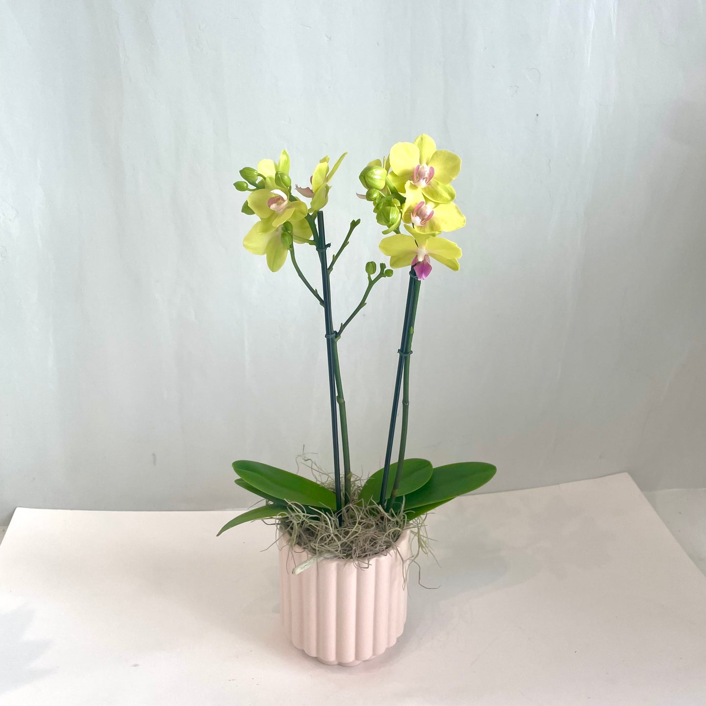 Mini Orchid - Lemon Tart in Blush Rib Pot