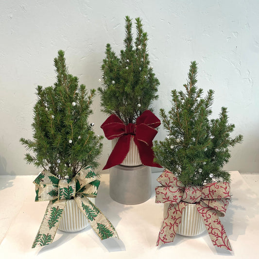 O' Crystal Tree Alberta Spruce