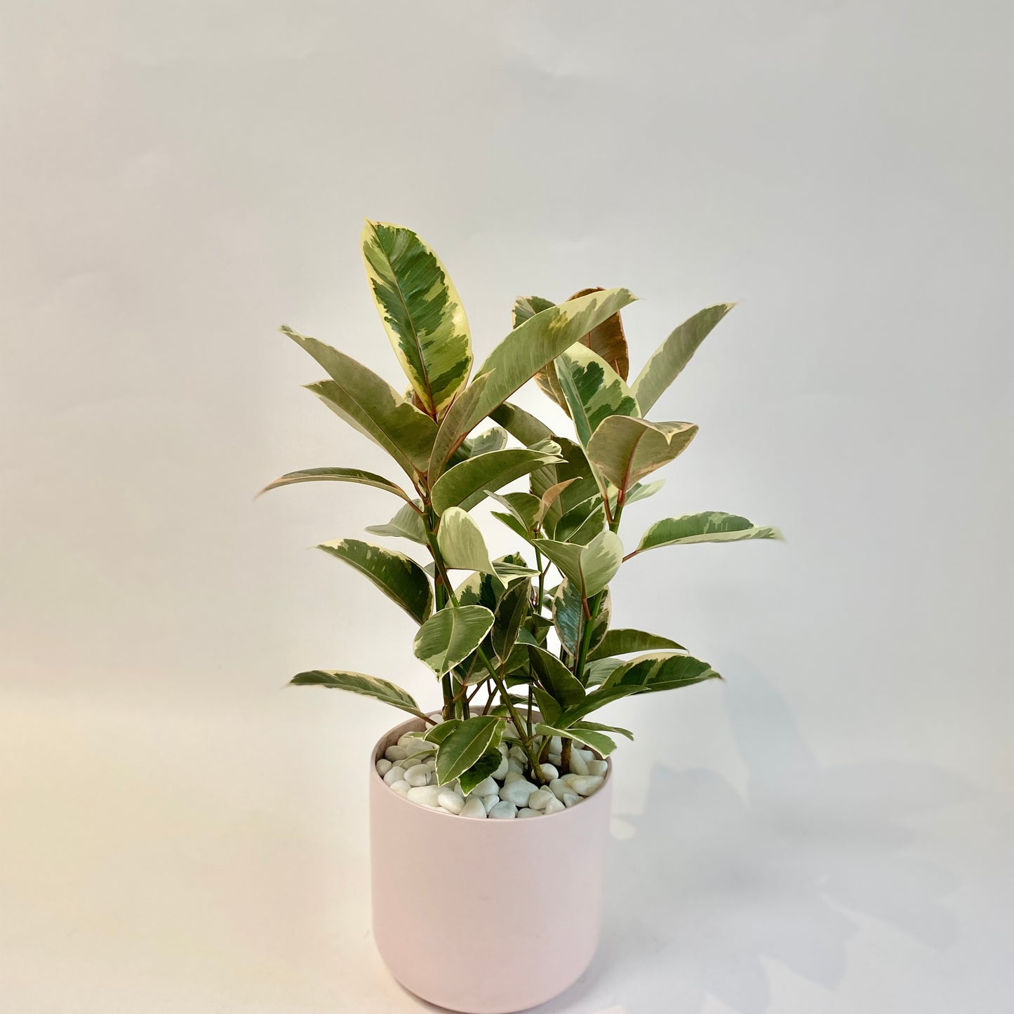 6" Tineke Ficus Plant