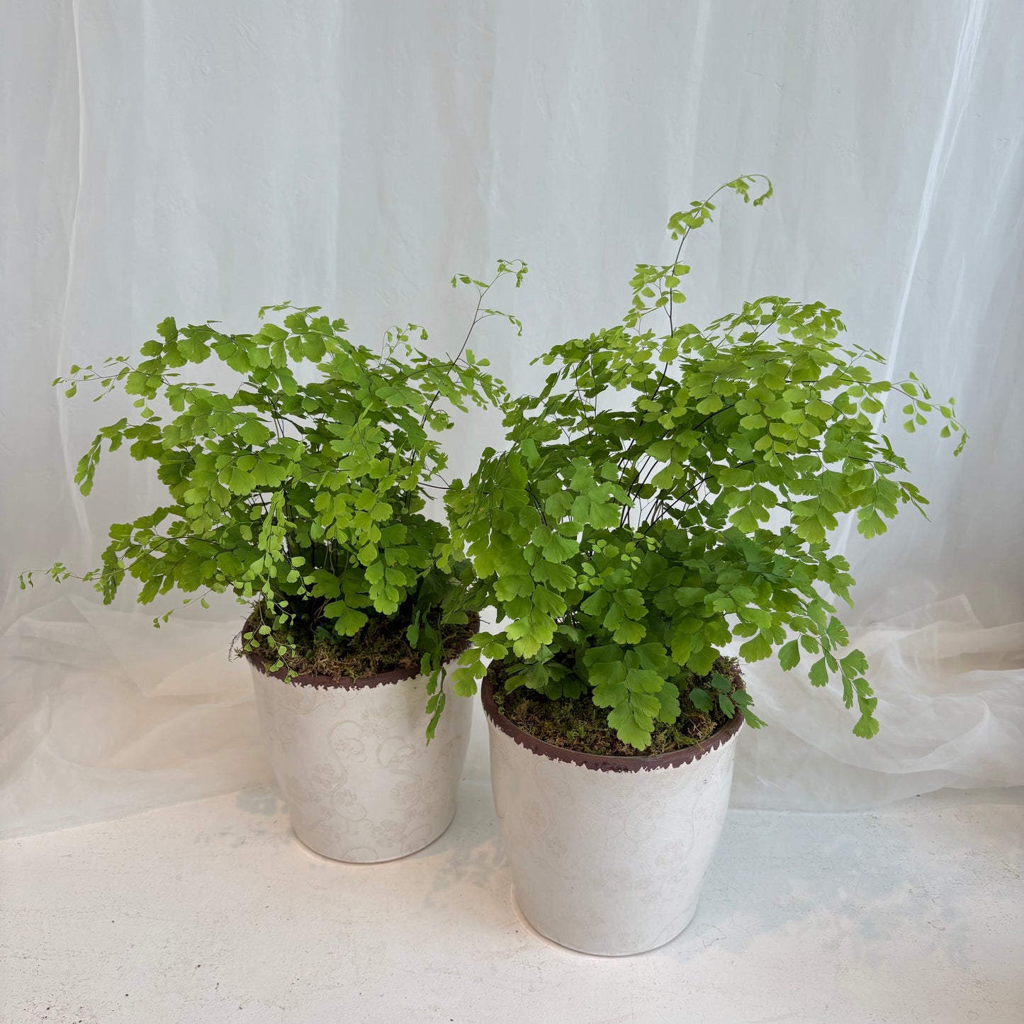 Maiden Hair Fern in Antique Floral Pot