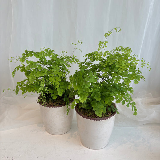 Maiden Hair Fern in Antique Floral Pot
