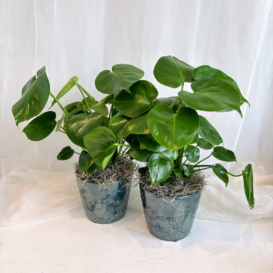 Monstera Deliciosa in Blue and White Pot