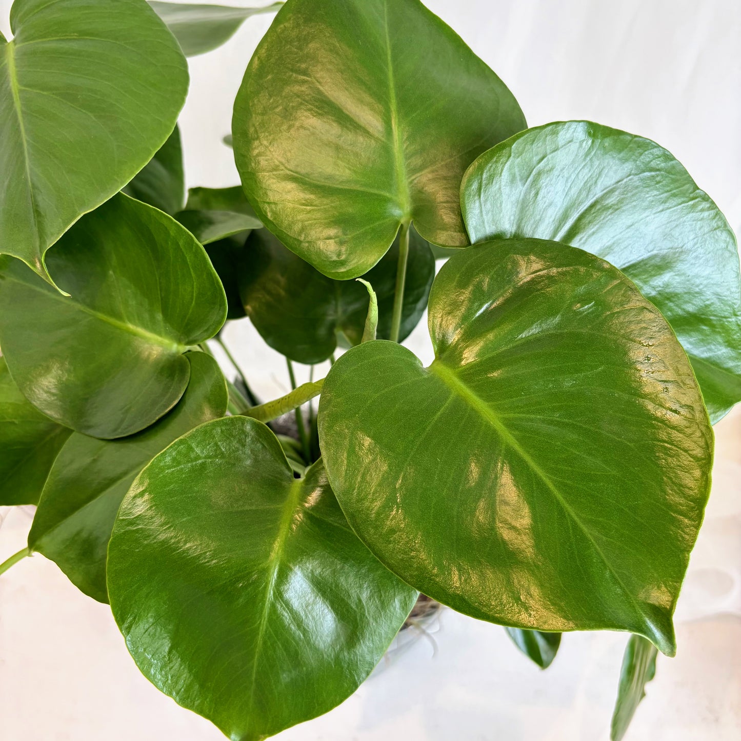Monstera Deliciosa in Blue and White Pot
