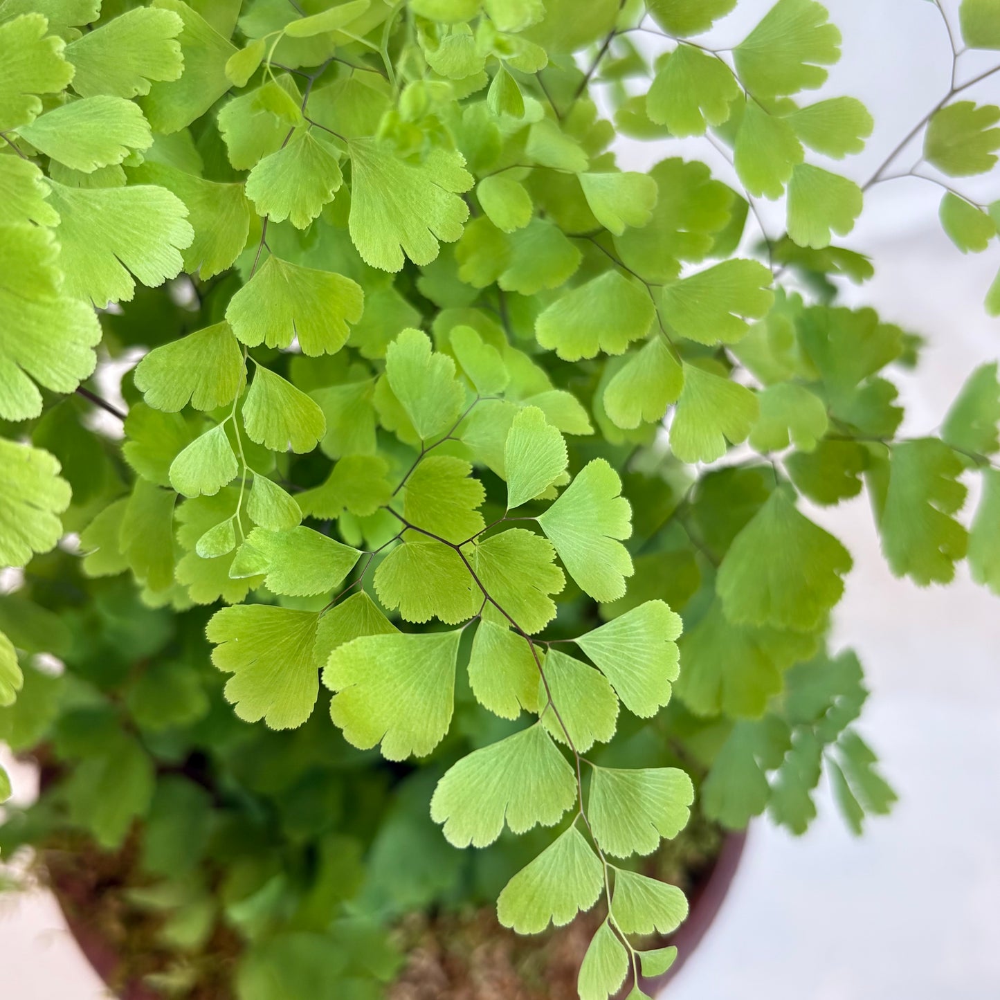 Maiden Hair Fern in Antique Floral Pot