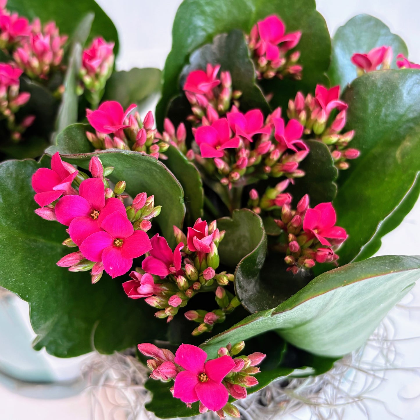 Kalanchoe in Striped Pot