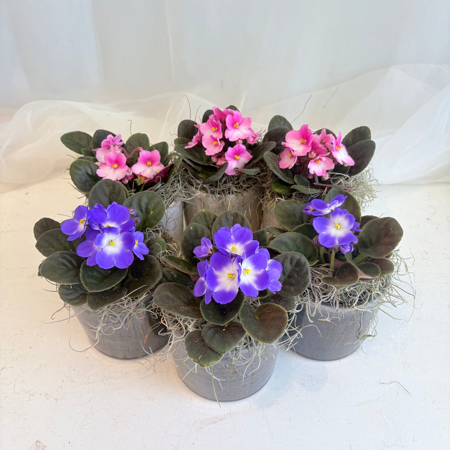 African Violet in Ceramic Pot