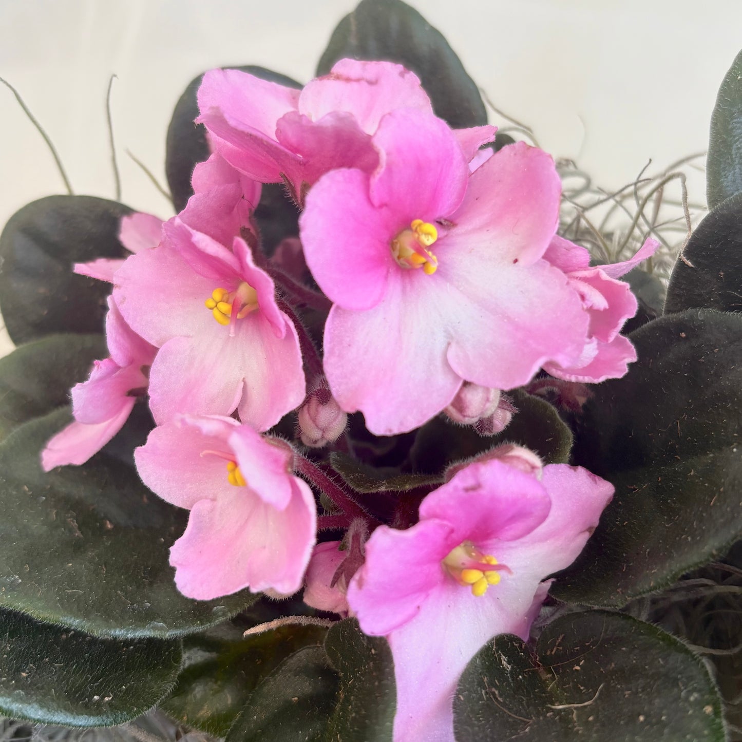 African Violet in Ceramic Pot