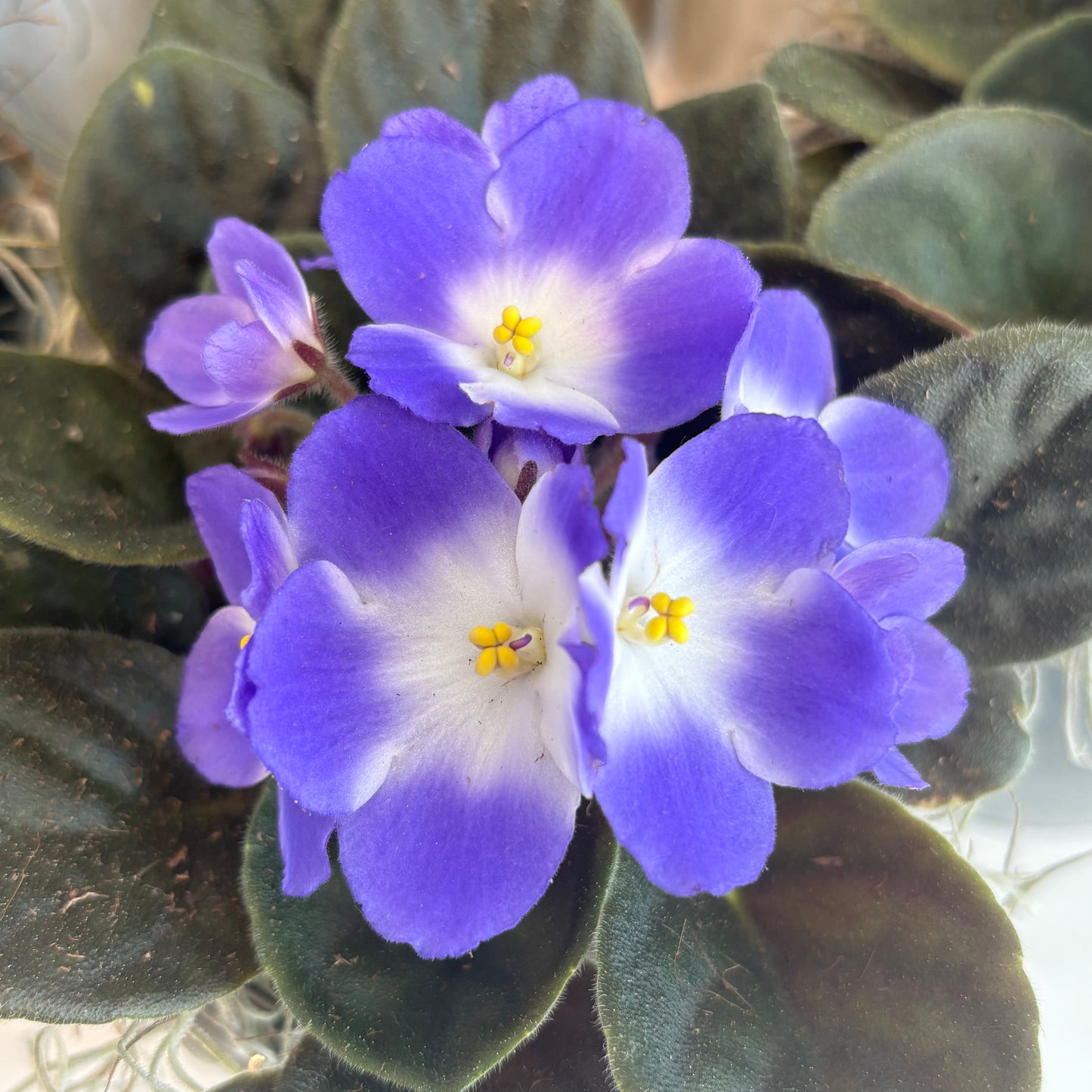 African Violet in Ceramic Pot