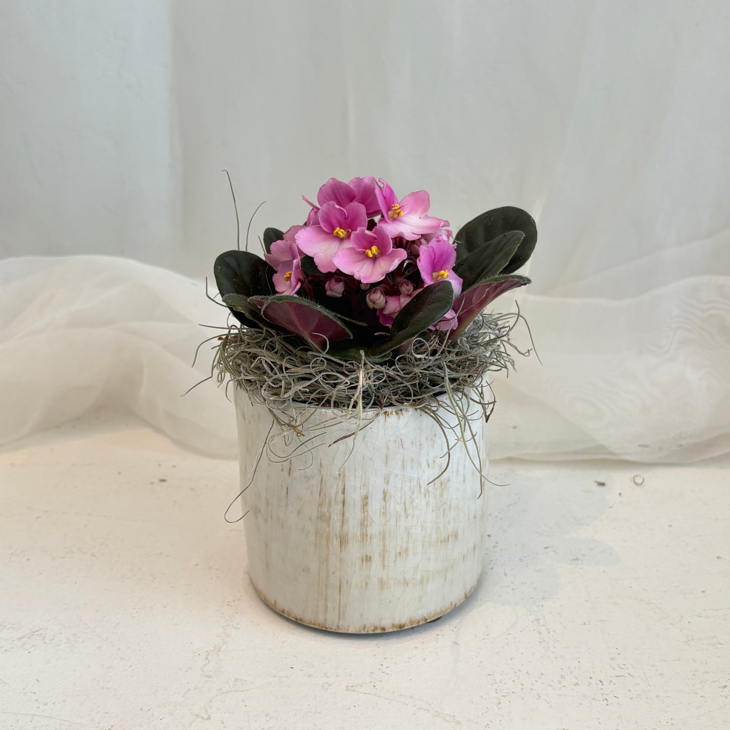 African Violet in Ceramic Pot