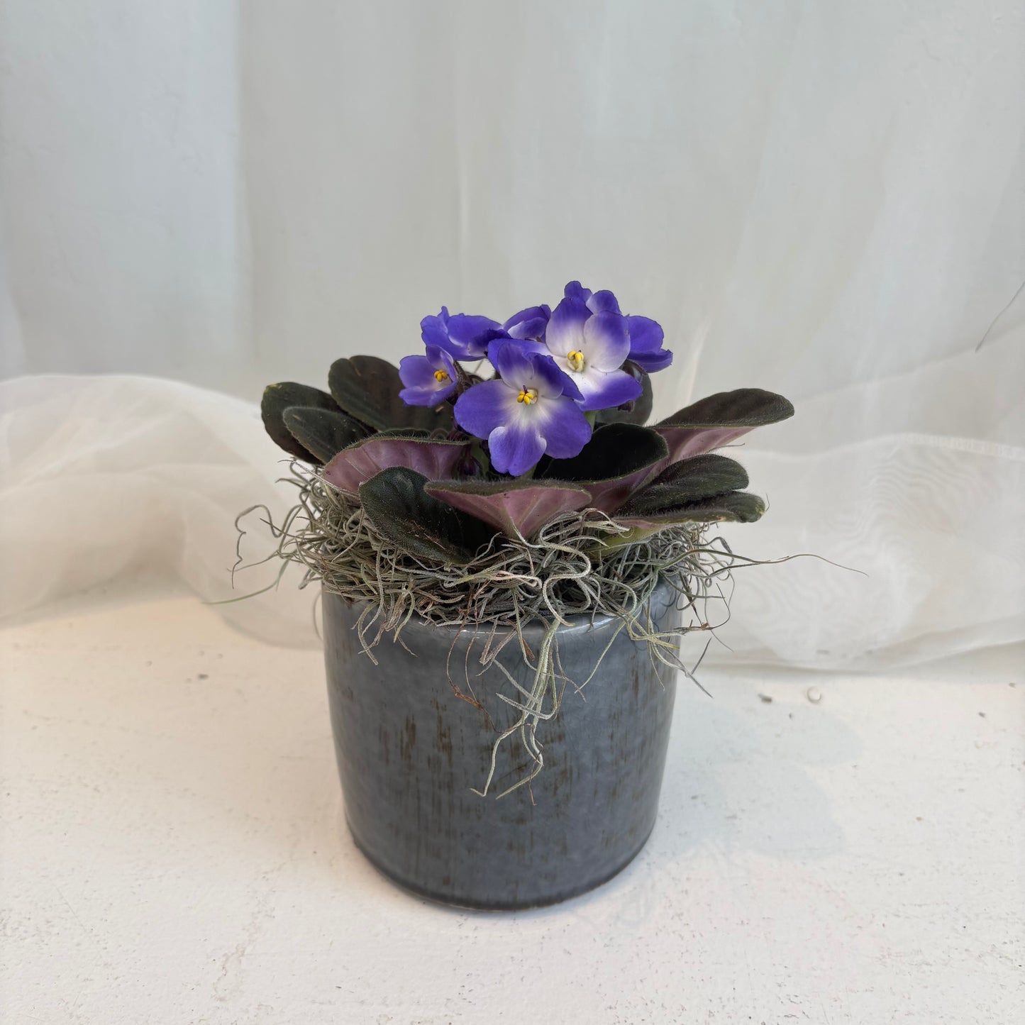 African Violet in Ceramic Pot