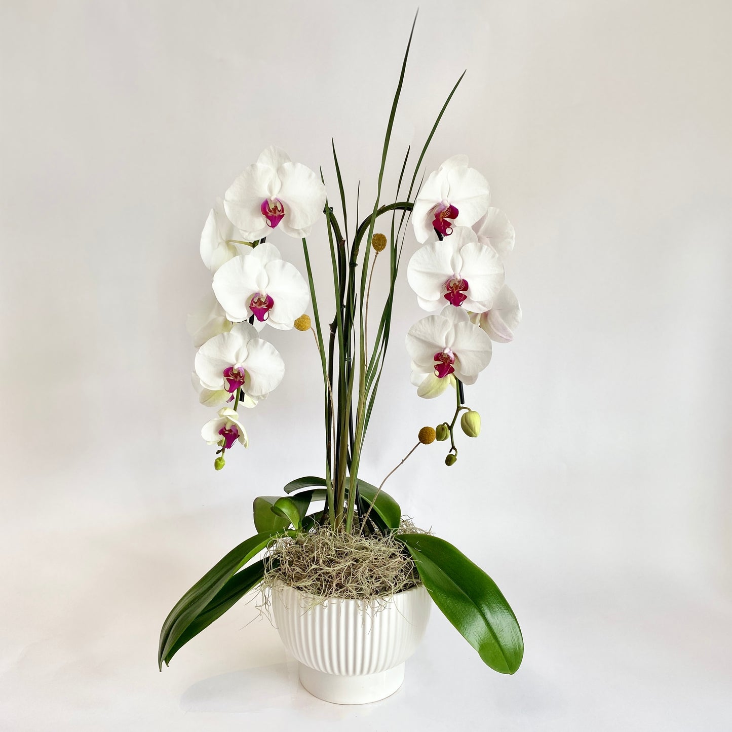 Double Plant Single Stem Orchid- White