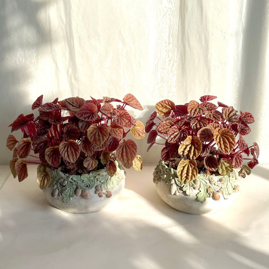 Schumi Red Peperomia in Acorn Pot