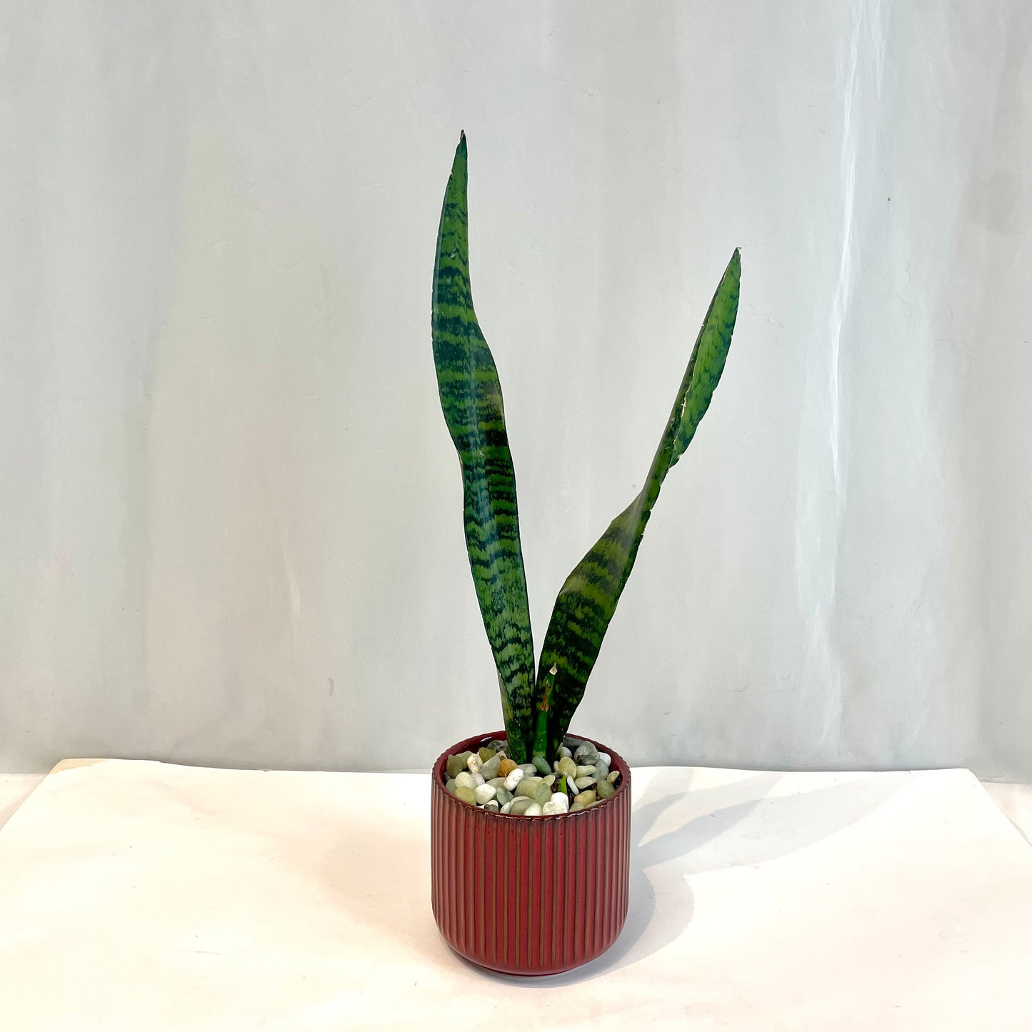 Sansevieria in Assorted Ribbed Pot