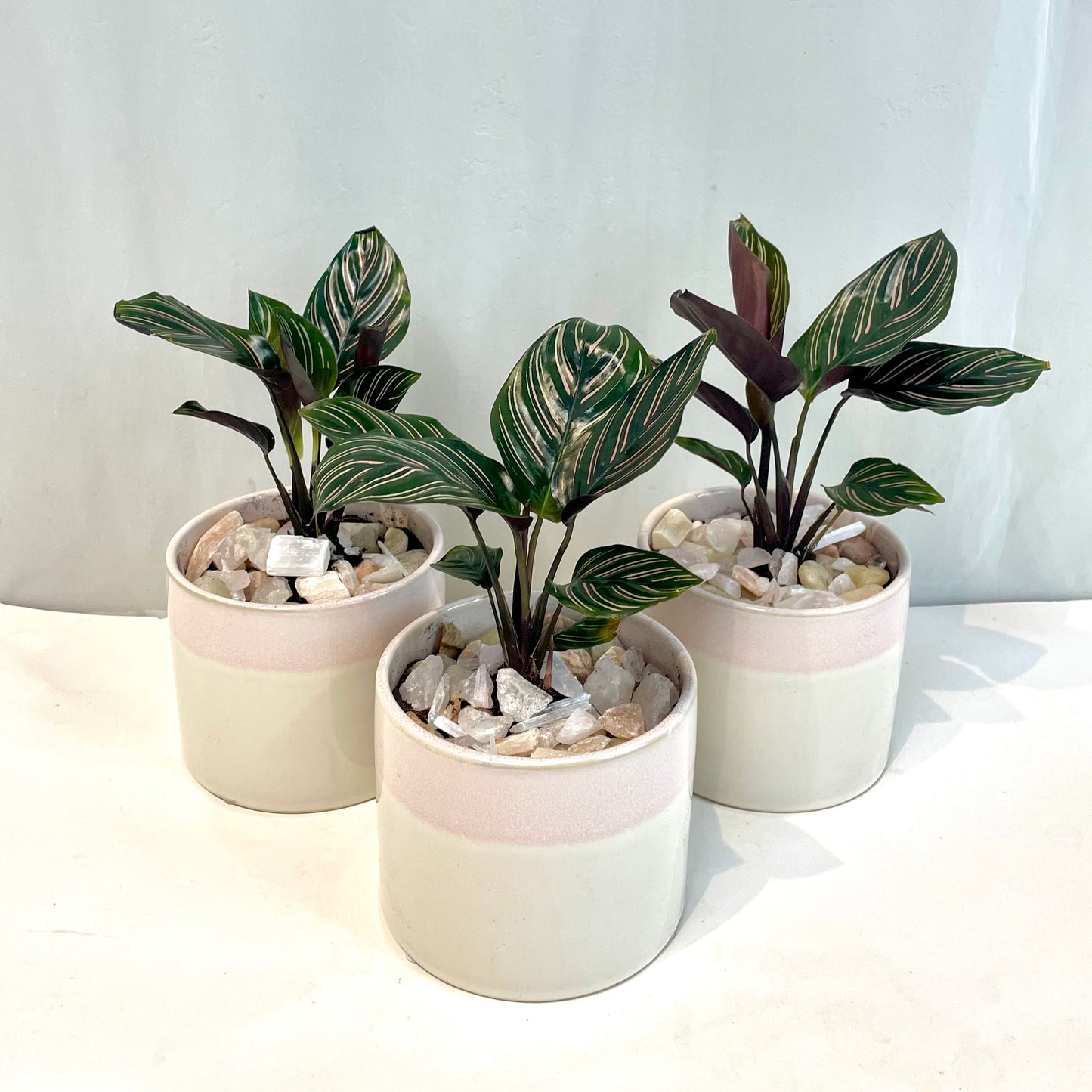 Pinstripe Calathea in Reactive Glaze Pot