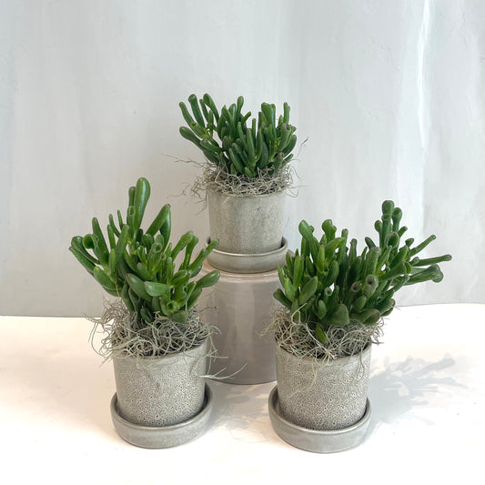 Jade Plant in Speckled Grey Pot