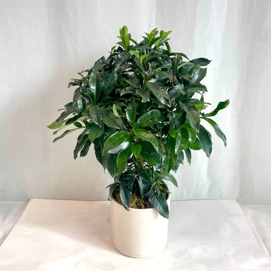 Ardisia Shrub in Cream Glazed Pot
