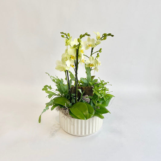 Large Mini Orchid & Fern Planter