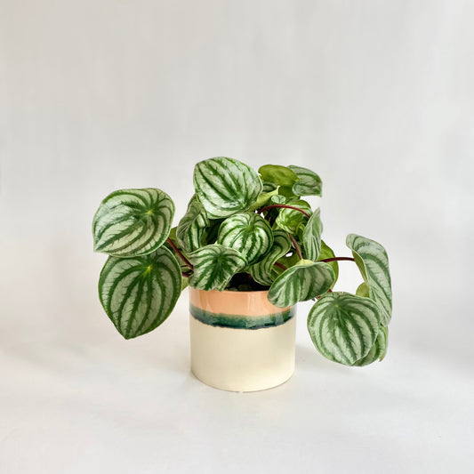 Watermelon Peperomia