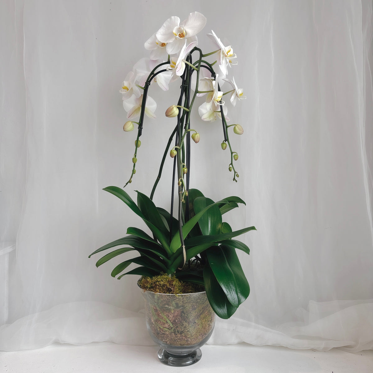 Triple White Orchid Planter