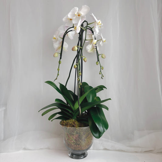 Triple White Orchid Planter