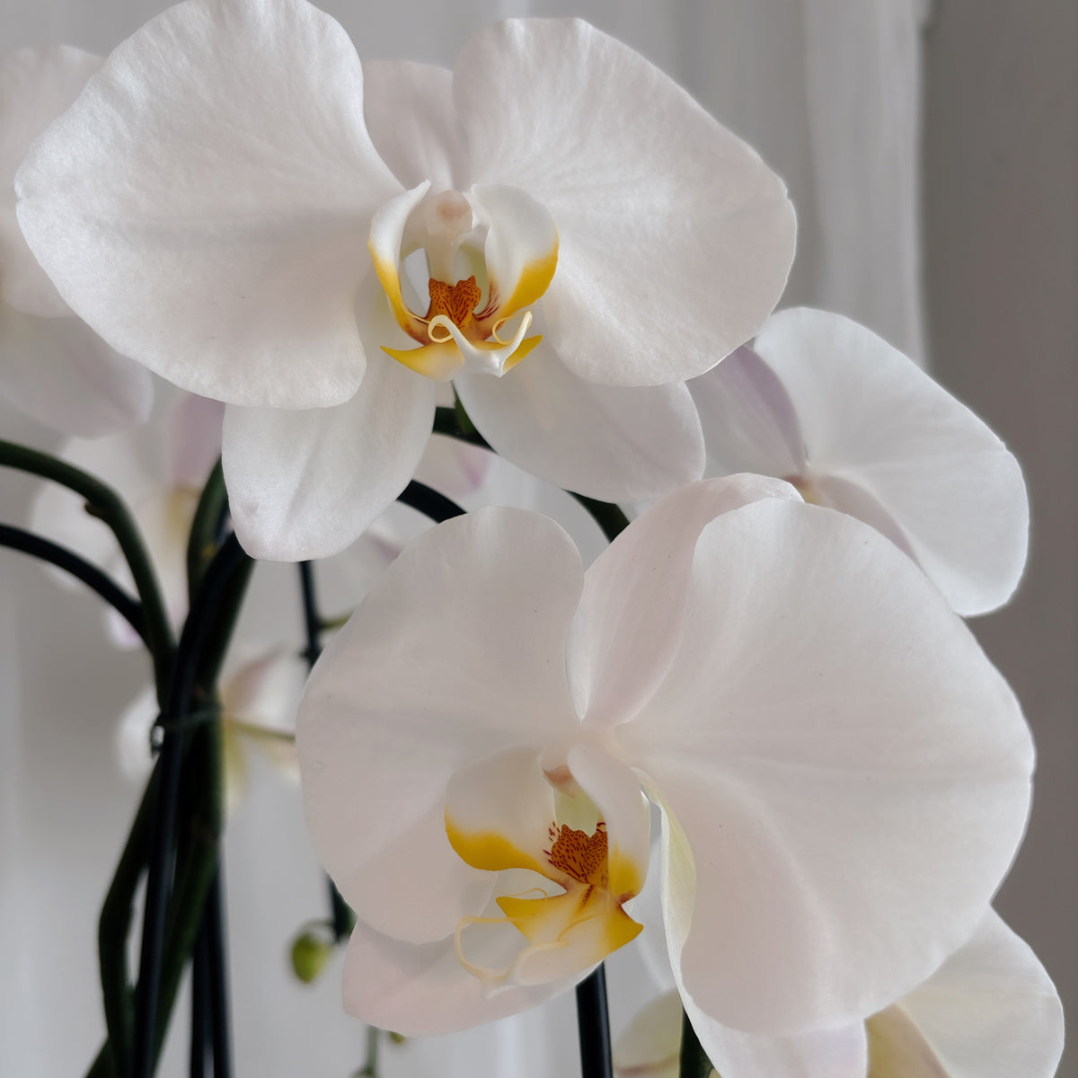 Triple White Orchid Planter