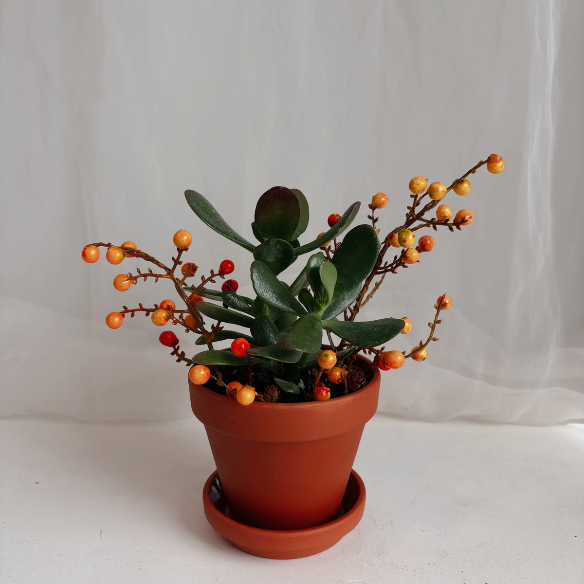 Autumn Mini Jade Plants