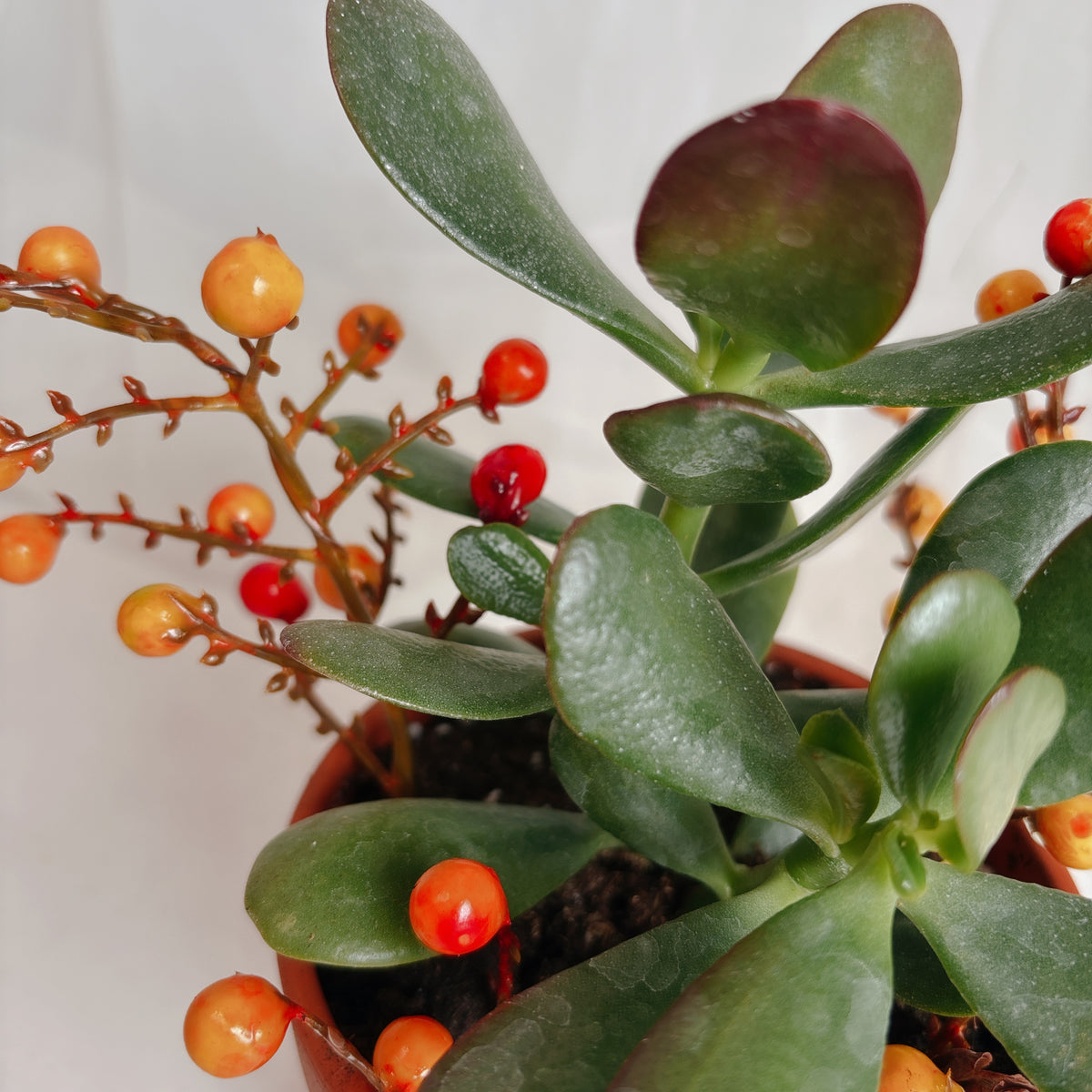 Autumn Mini Jade Plants
