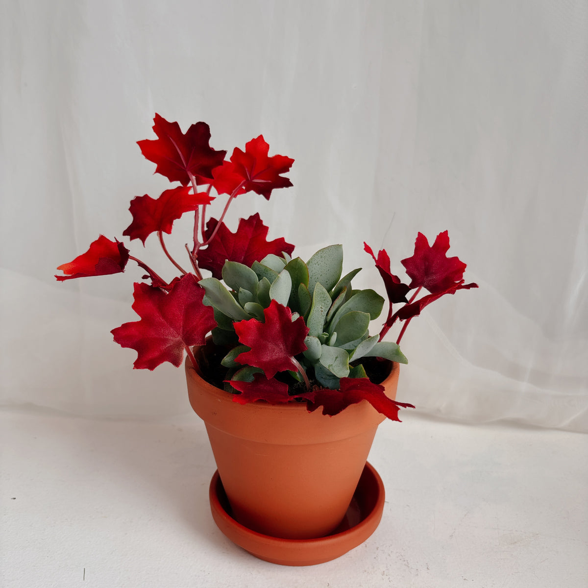 Autumn Mini Jade Plants