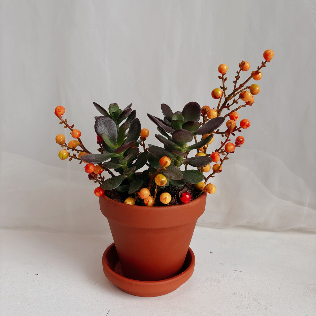 Autumn Mini Jade Plants