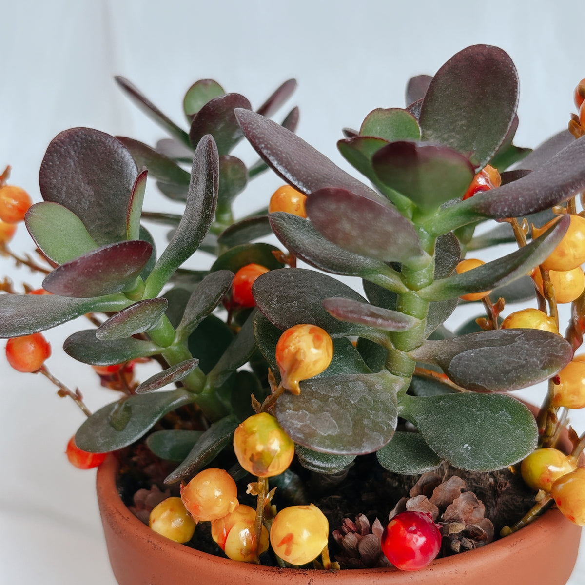 Autumn Mini Jade Plants