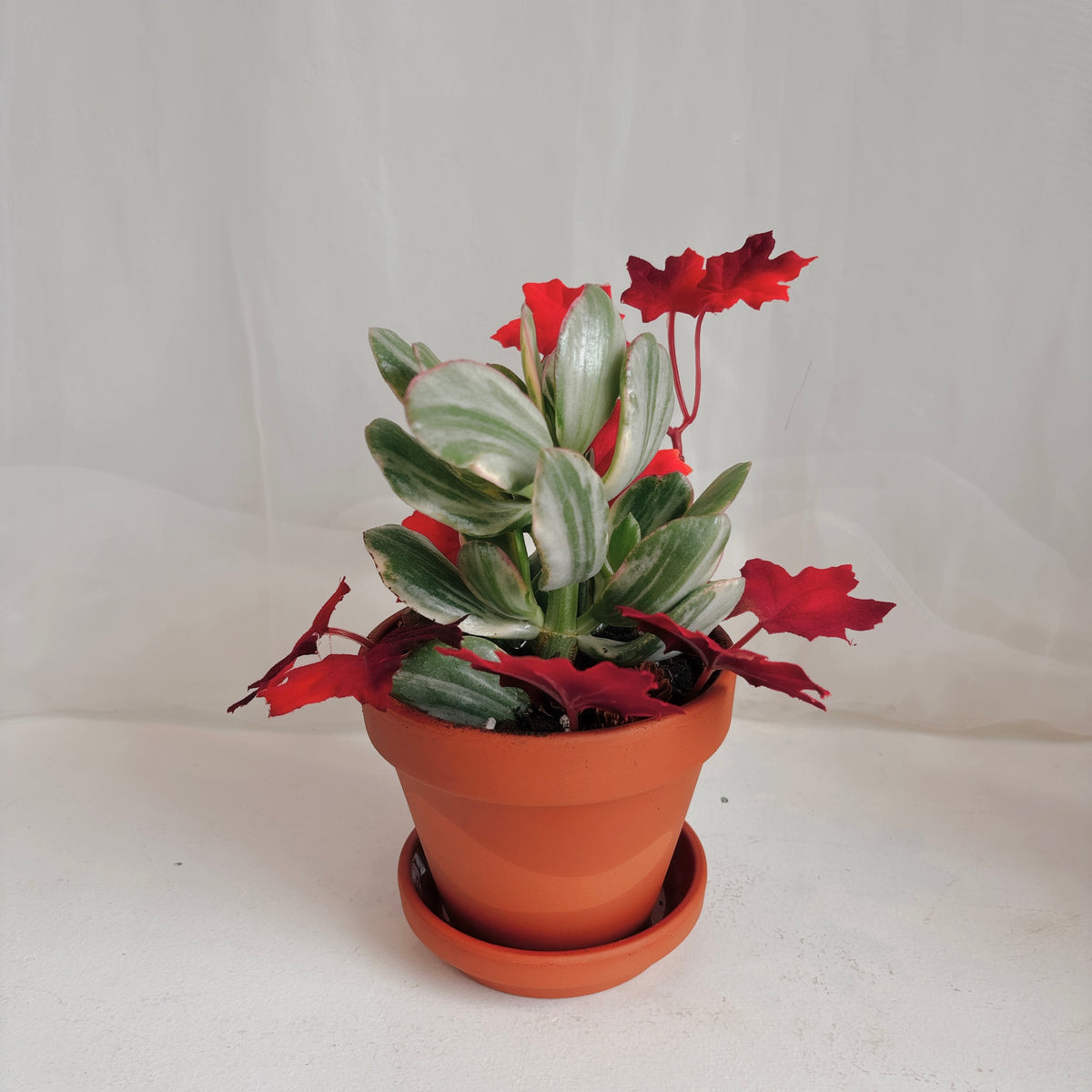 Autumn Mini Jade Plants