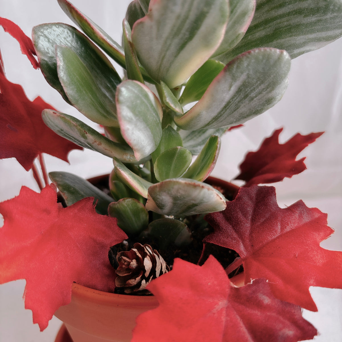Autumn Mini Jade Plants