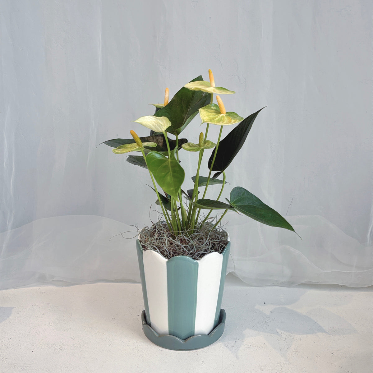 Butter Yellow Anthurium in Sage and White Striped Pot