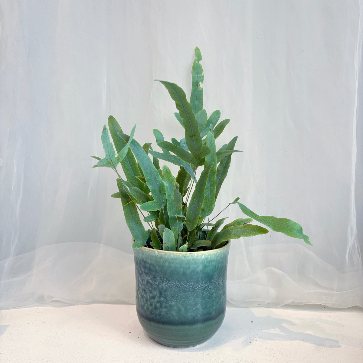 Blue Star Fern in Sea Foam Glazed Pot