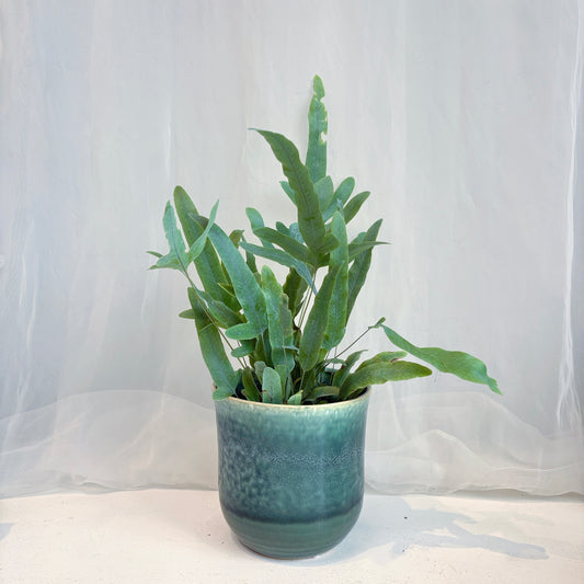 Blue Star Fern in Sea Foam Glazed Pot