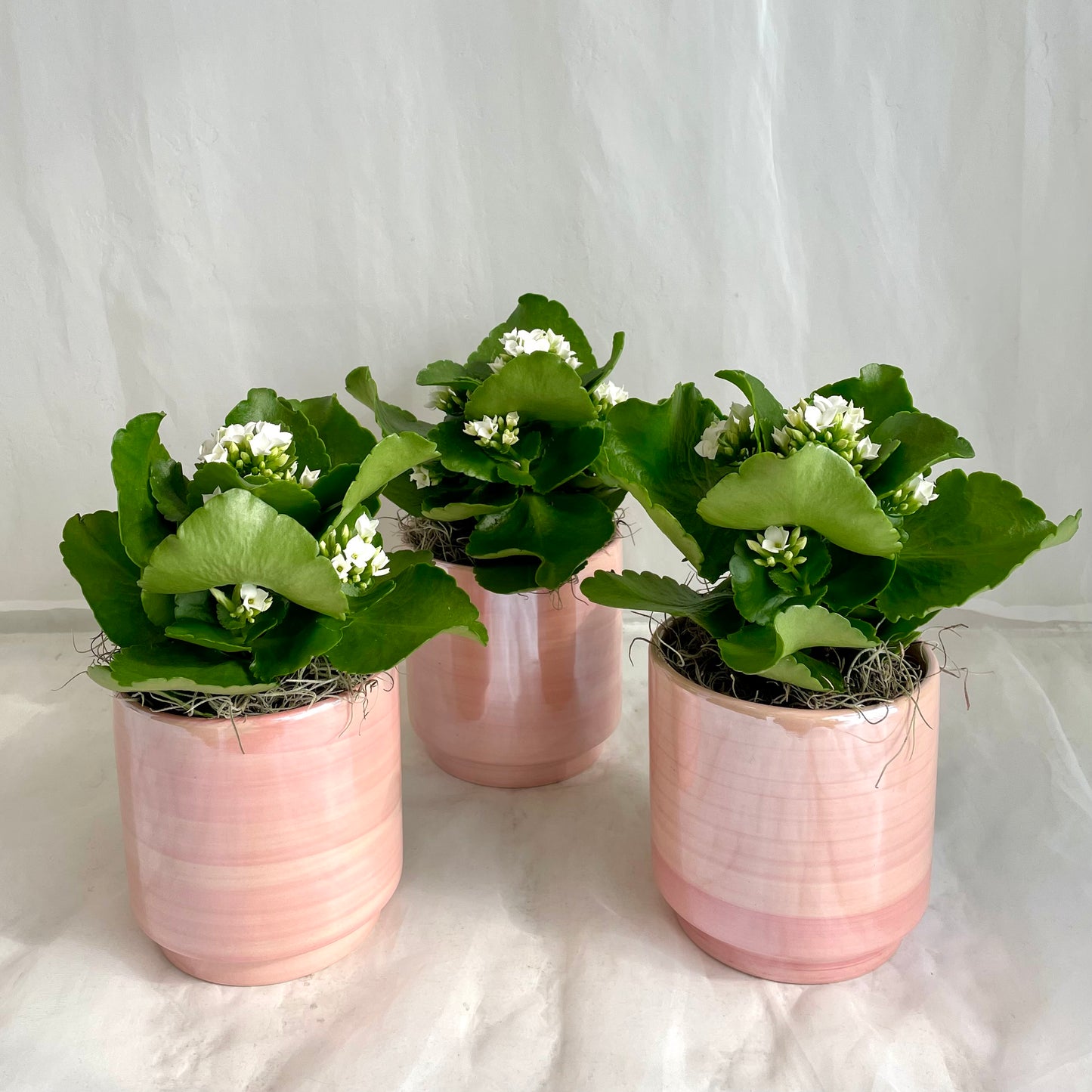 Kalanchoe in Iridescent Pink Pot