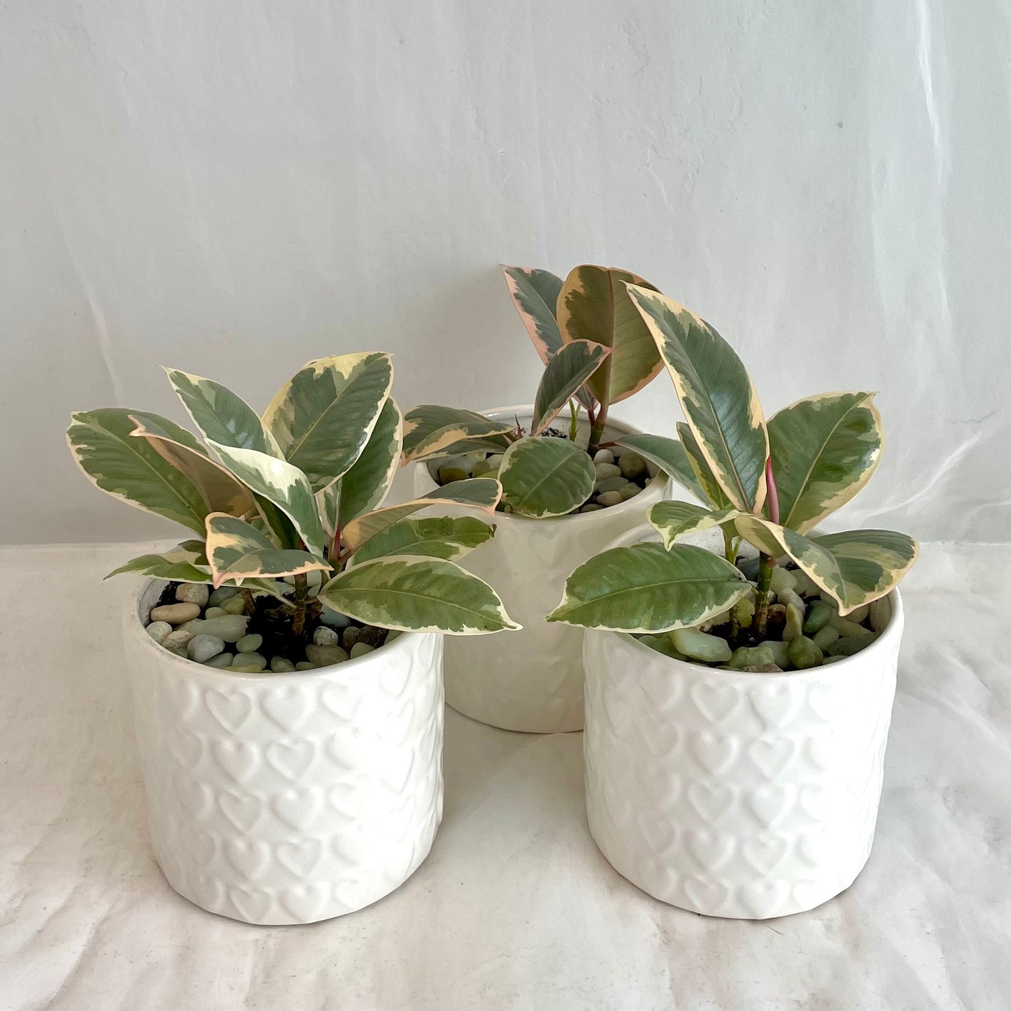 Ruby Ficus Elastica in White Heart Pot