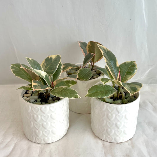 Ruby Ficus Elastica in White Heart Pot