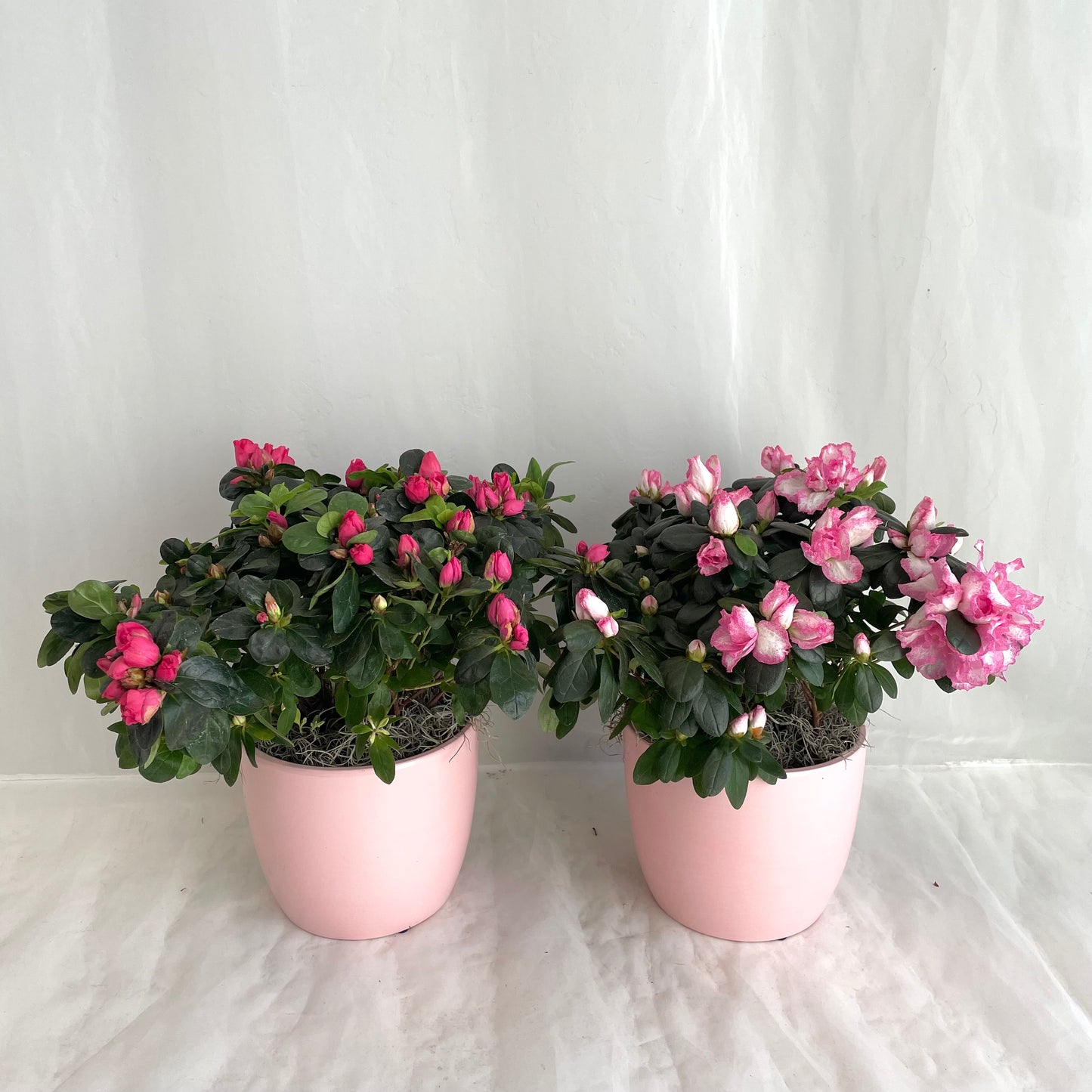 Azalea Plant in Ceramic Pot