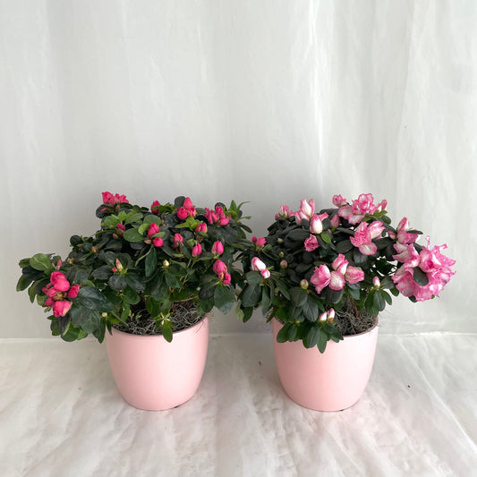 Azalea Plant in Ceramic Pot