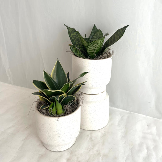 Assorted Sansevieria in Footed Stoneware Pot