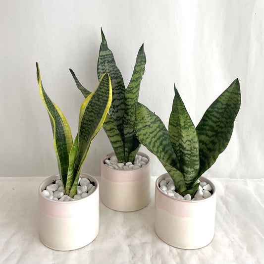Assorted Sansevieria in Reactive Glaze Pot