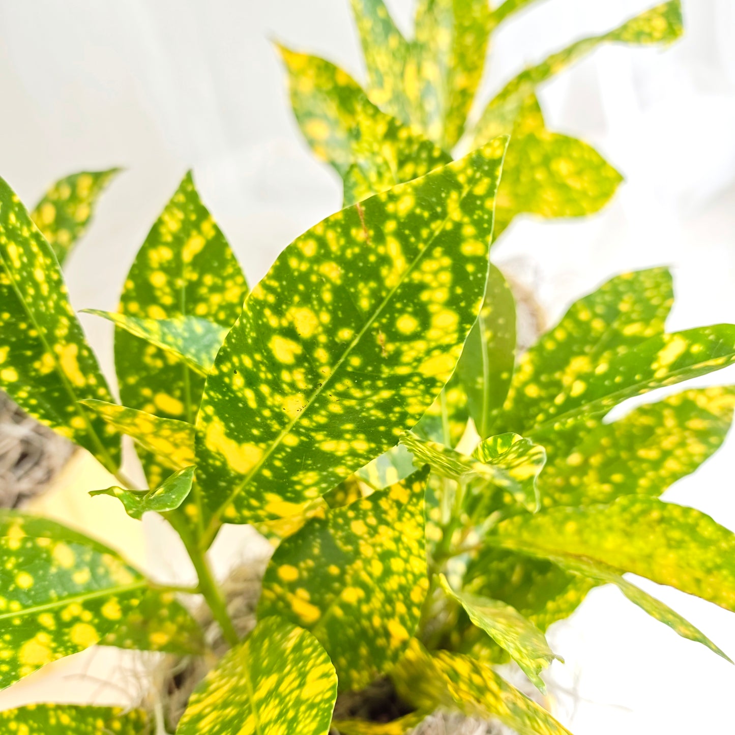 Gold dust Croton in Yellow Pot