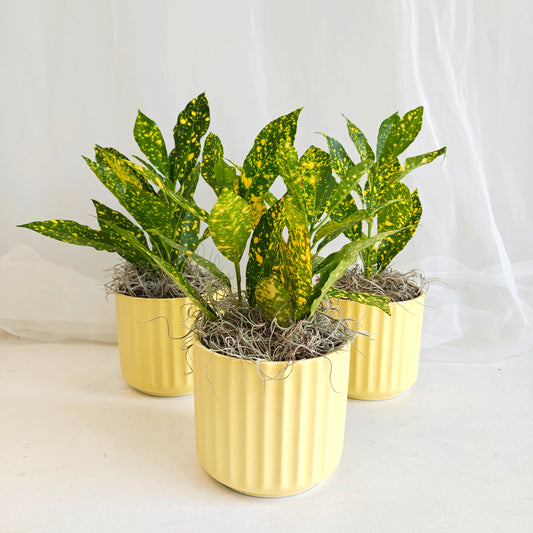 Gold dust Croton in Yellow Pot