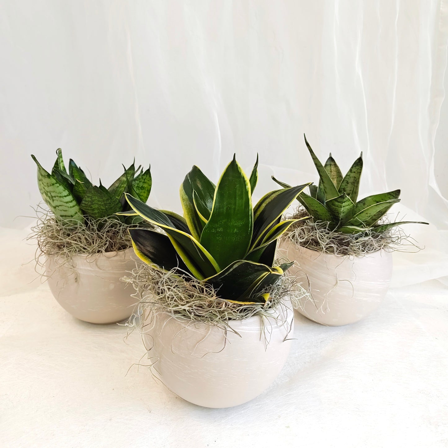 Assorted Birds Nest Sansevieria