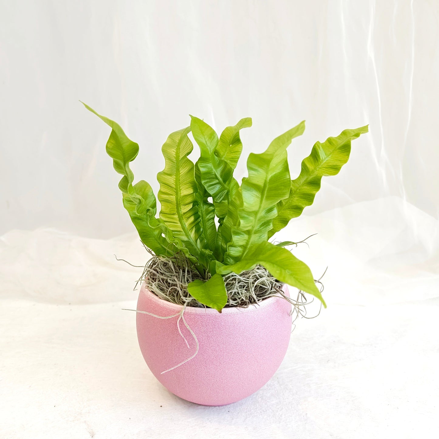Crispy Wave Fern in Pink Pot