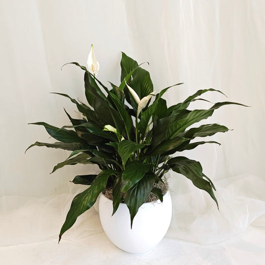 Peace Lily in White Ceramic Pot