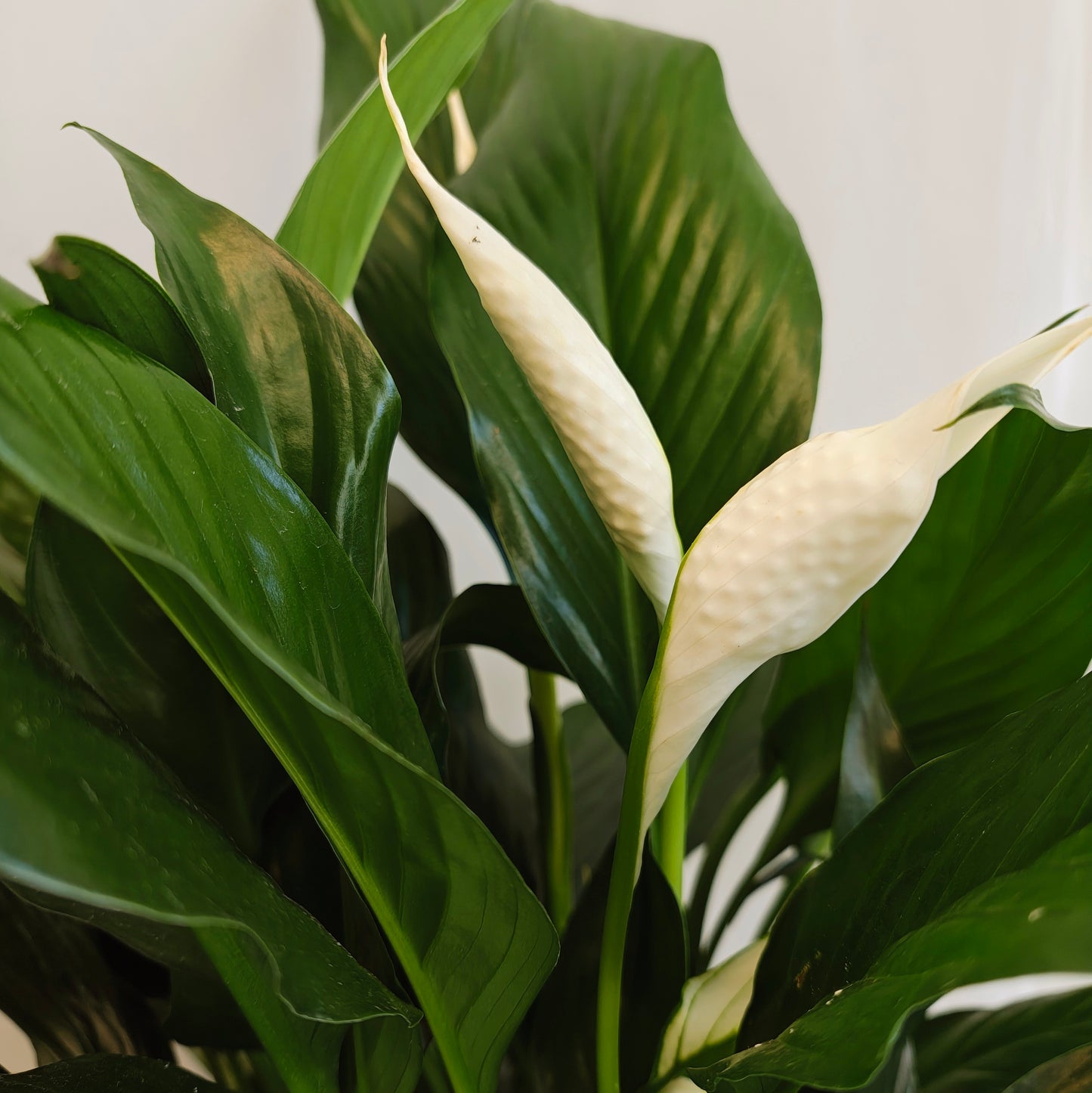 Peace Lily in White Ceramic Pot