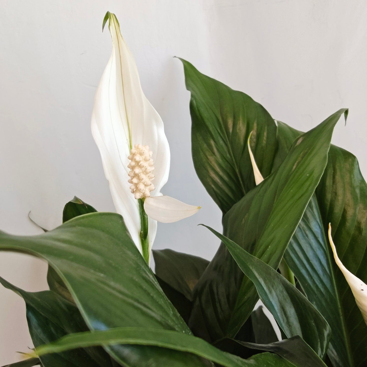 Peace Lily in White Ceramic Pot